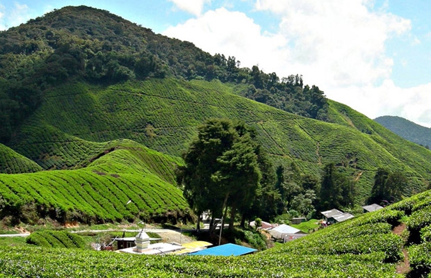 Phnom Trong Morn Trong Tea